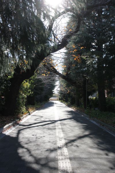 061212 桜並木 (12).JPG